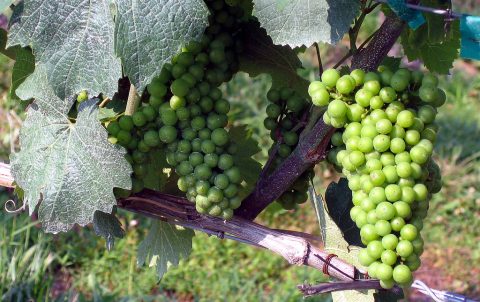 Cav. Modesto Marini guides you through six of the best wine regions in Italy
