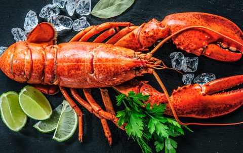 Lobster Recipes