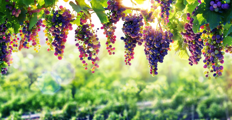 French Wine